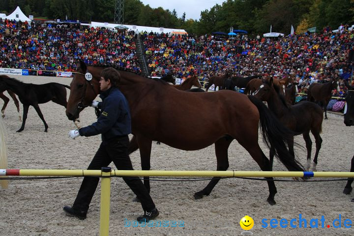 Hengstparade Marbach 2008