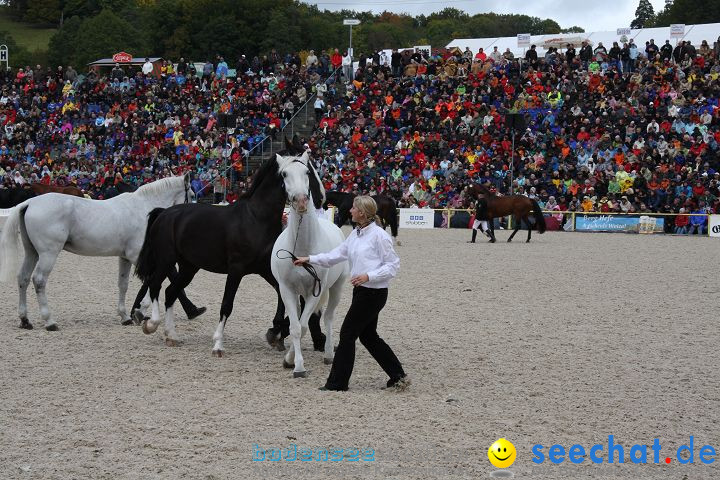 Hengstparade Marbach 2008