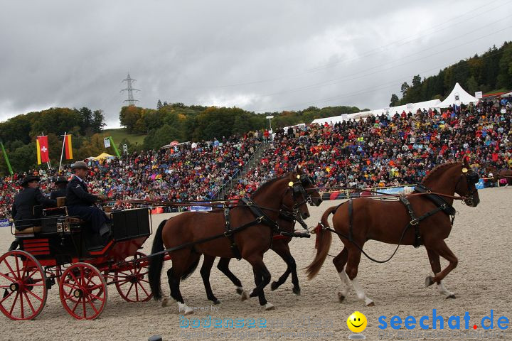 Hengstparade Marbach 2008