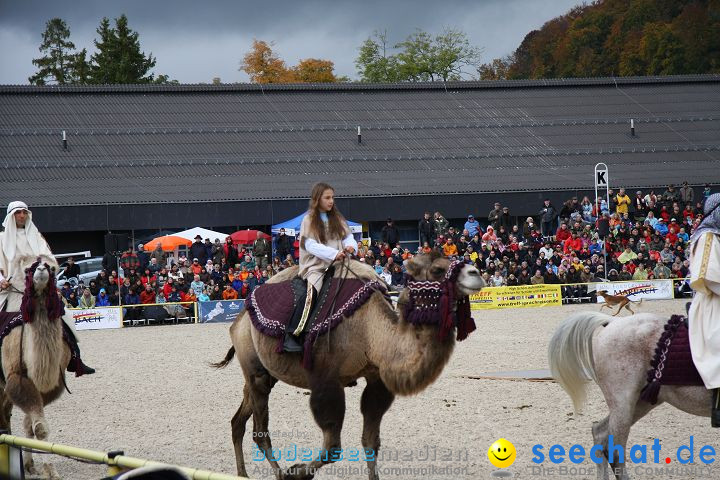 Hengstparade Marbach 2008