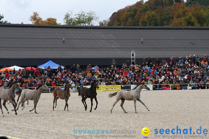 Hengstparade Marbach 2008