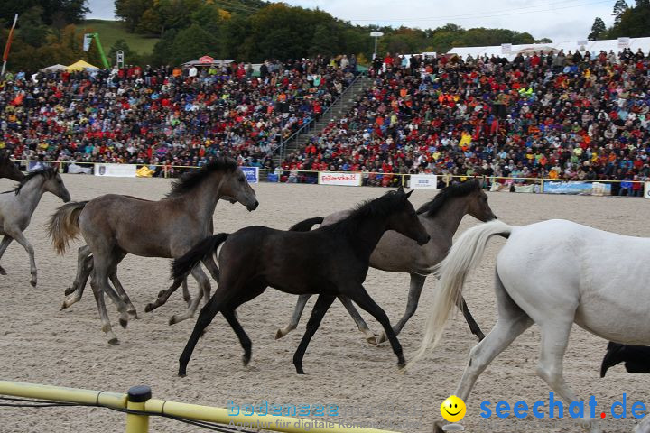 Hengstparade Marbach 2008