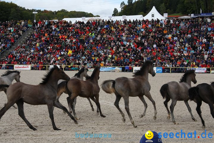 Hengstparade Marbach 2008