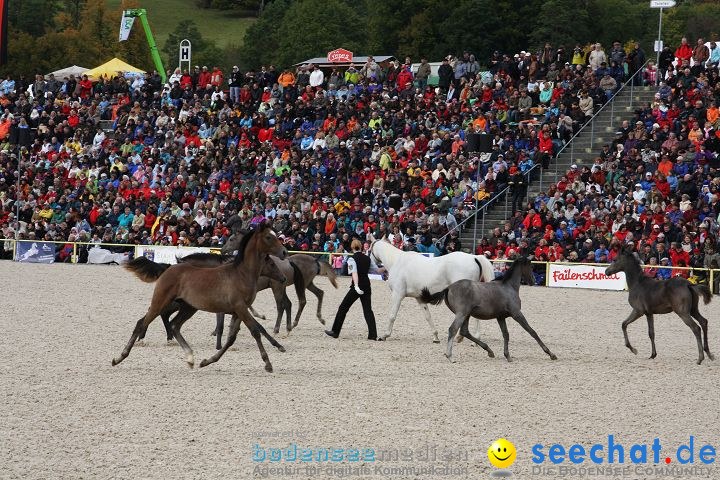 Hengstparade Marbach 2008