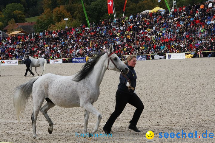 Hengstparade Marbach 2008