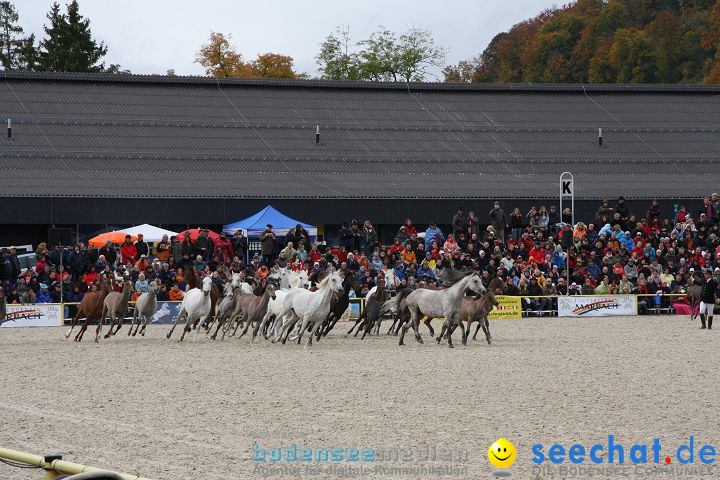 Hengstparade Marbach 2008