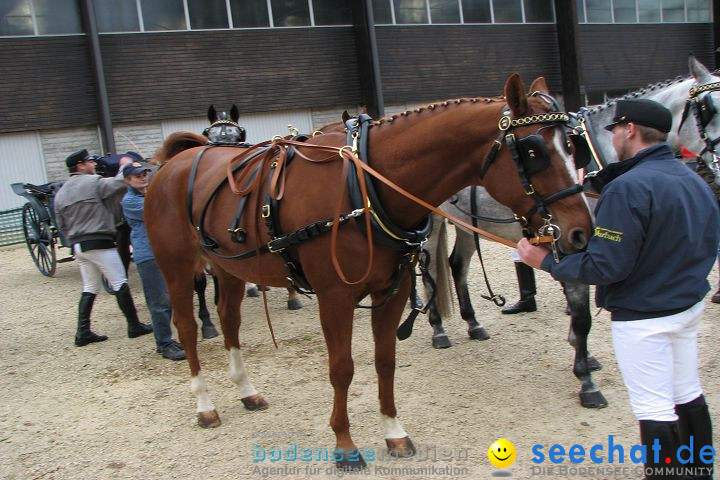 Hengstparade Marbach 2008