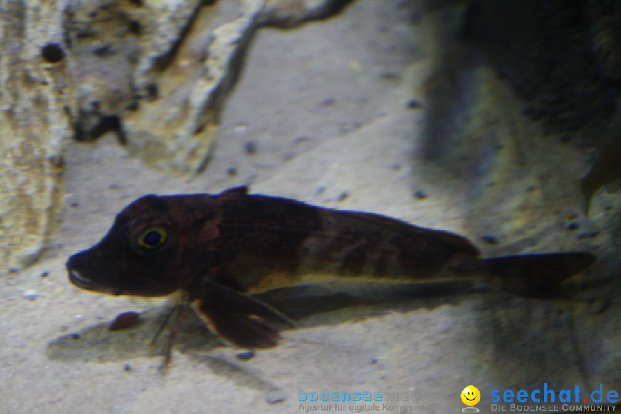 SEA LIFE - Meeresaquarium in Konstanz am Bodensee, 31.07.2011