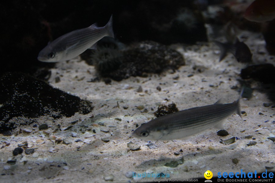 SEA LIFE - Meeresaquarium in Konstanz am Bodensee, 31.07.2011