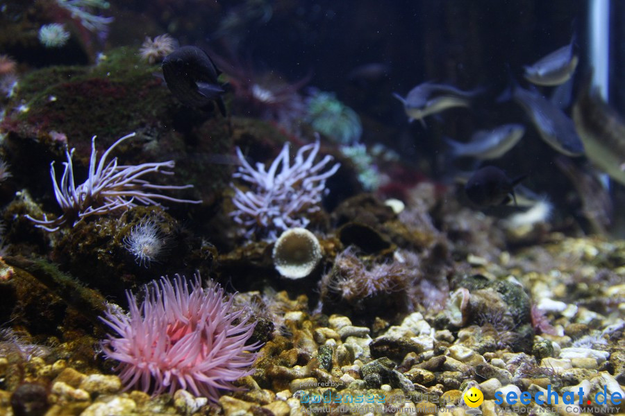 SEA LIFE - Meeresaquarium in Konstanz am Bodensee, 31.07.2011