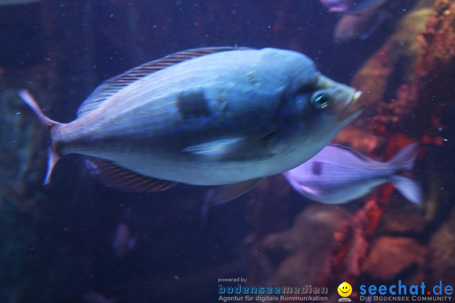 SEA LIFE - Meeresaquarium in Konstanz am Bodensee, 31.07.2011