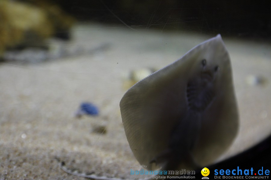 SEA LIFE - Meeresaquarium in Konstanz am Bodensee, 31.07.2011