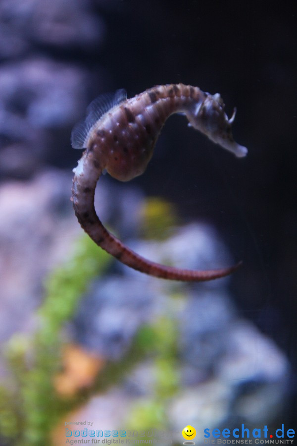 SEA LIFE - Meeresaquarium in Konstanz am Bodensee, 31.07.2011