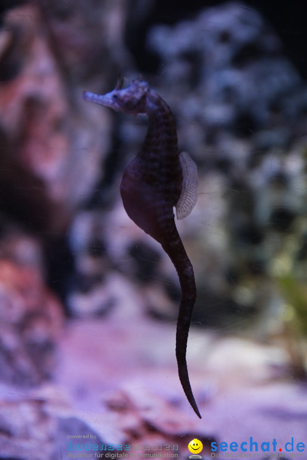 SEA LIFE - Meeresaquarium in Konstanz am Bodensee, 31.07.2011