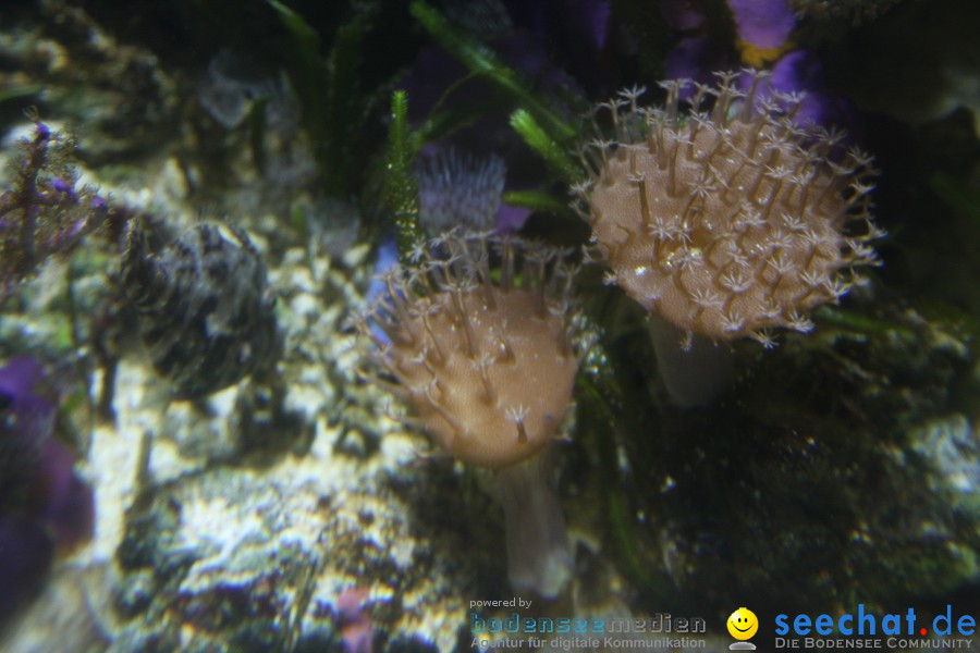 SEA LIFE - Meeresaquarium in Konstanz am Bodensee, 31.07.2011