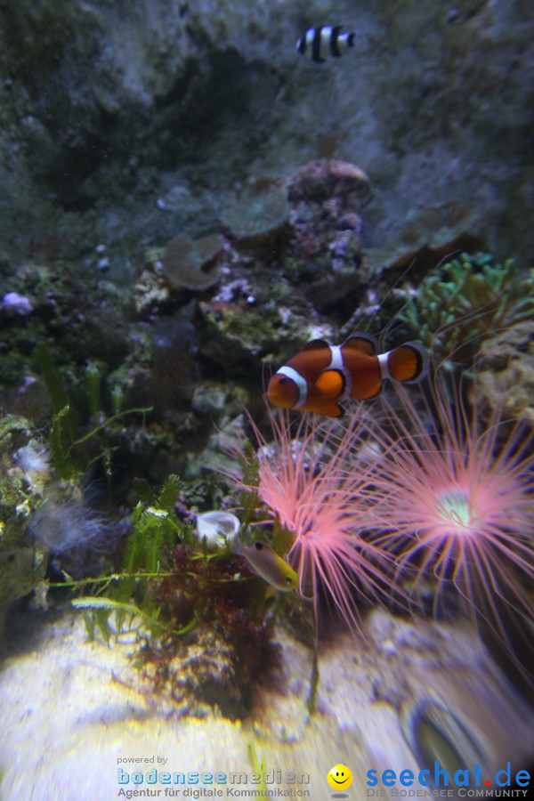 SEA LIFE - Meeresaquarium in Konstanz am Bodensee, 31.07.2011