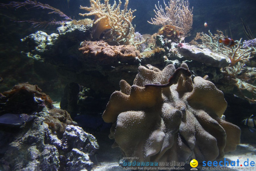 SEA LIFE - Meeresaquarium in Konstanz am Bodensee, 31.07.2011