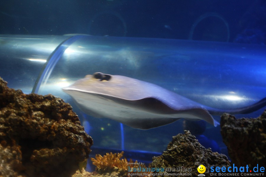 SEA LIFE - Meeresaquarium in Konstanz am Bodensee, 31.07.2011