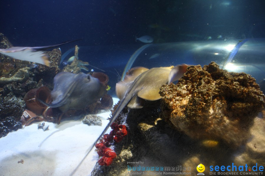 SEA LIFE - Meeresaquarium in Konstanz am Bodensee, 31.07.2011