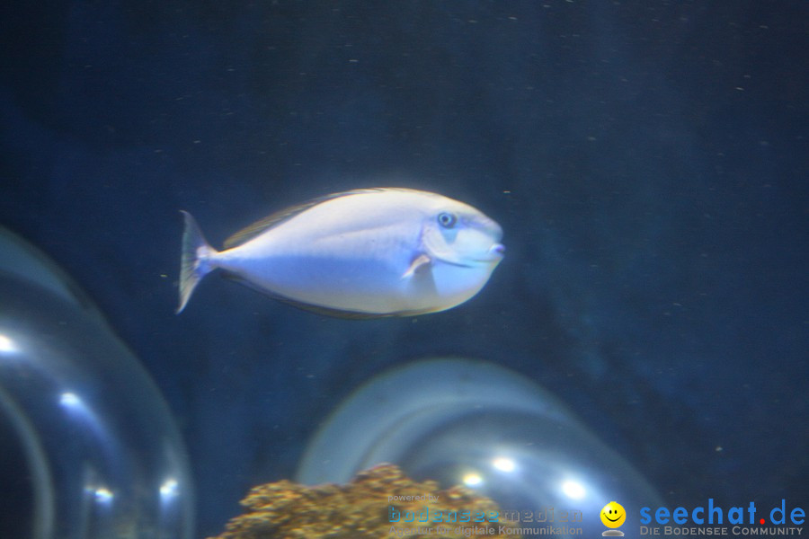 SEA LIFE - Meeresaquarium in Konstanz am Bodensee, 31.07.2011