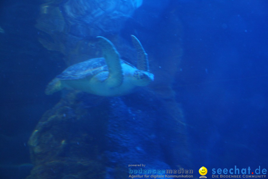 SEA LIFE - Meeresaquarium in Konstanz am Bodensee, 31.07.2011