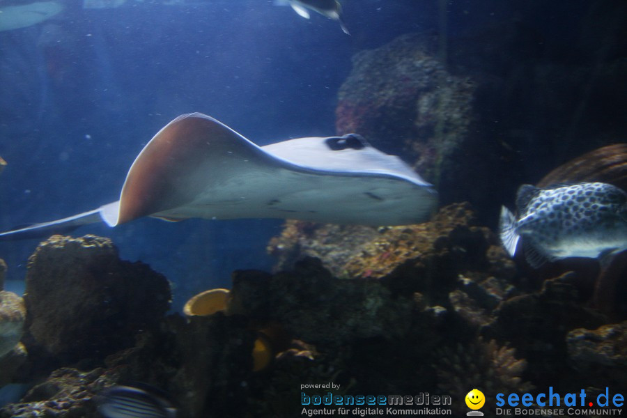 SEA LIFE - Meeresaquarium in Konstanz am Bodensee, 31.07.2011