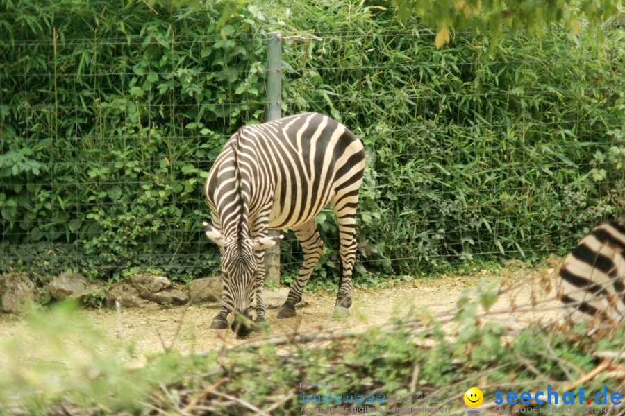 Zoo: Basel, 09.08.2011