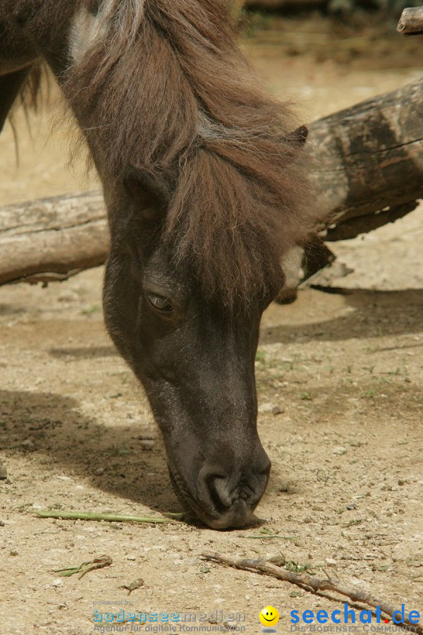 Zoo: Basel, 09.08.2011