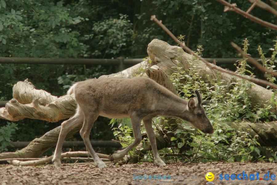 Zoo: Basel, 09.08.2011