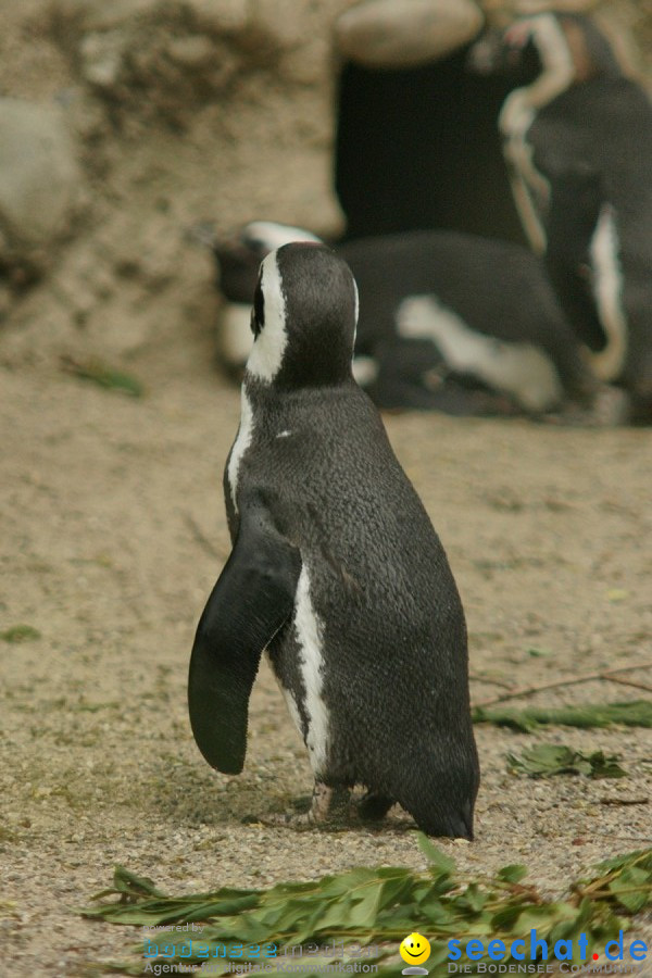 Zoo: Basel, 09.08.2011