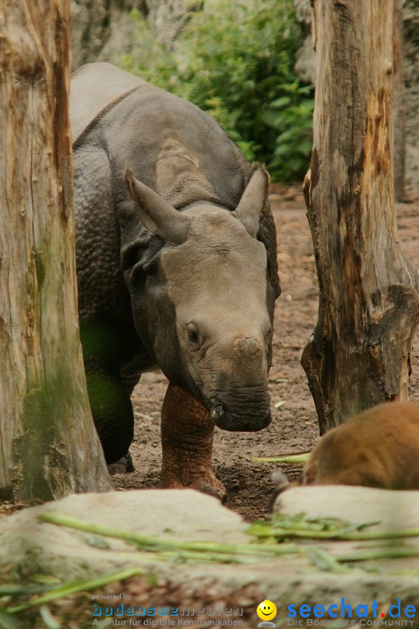 Zoo: Basel, 09.08.2011