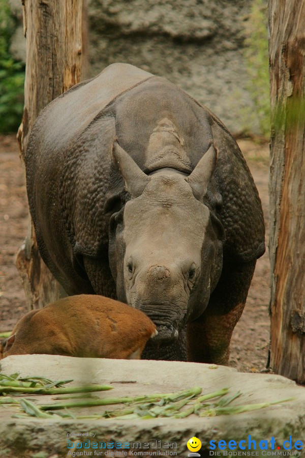 Zoo: Basel, 09.08.2011