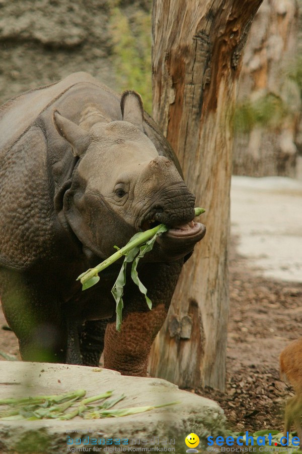 Zoo: Basel, 09.08.2011