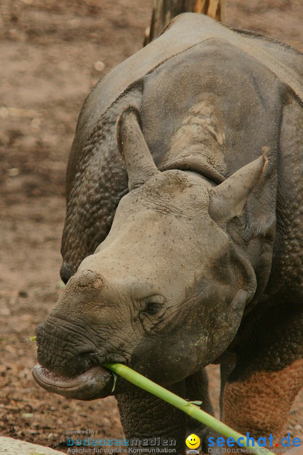 Zoo: Basel, 09.08.2011