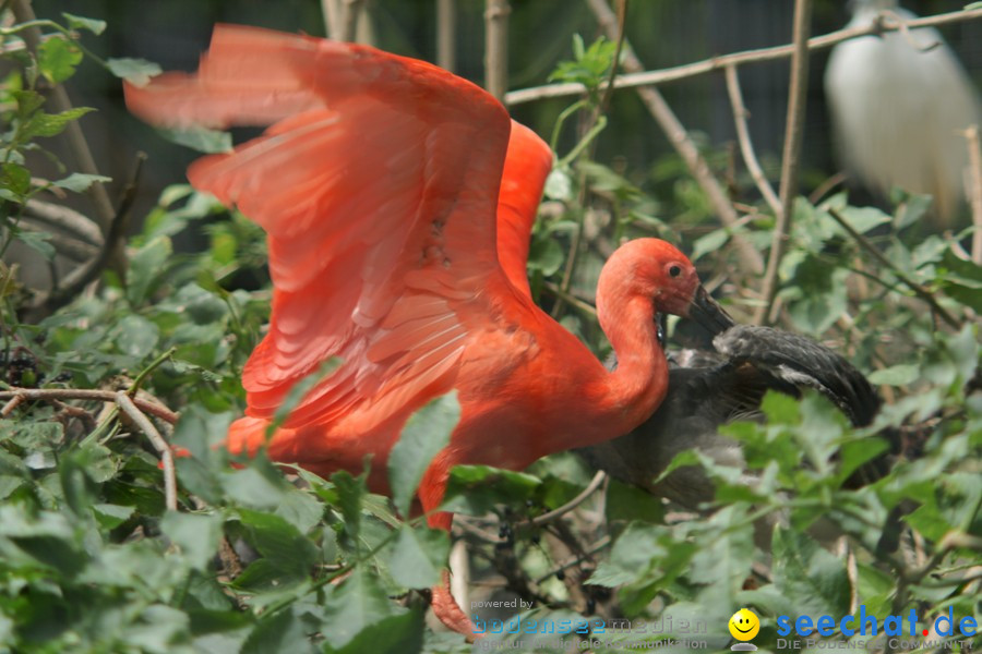 Zoo: Basel, 09.08.2011