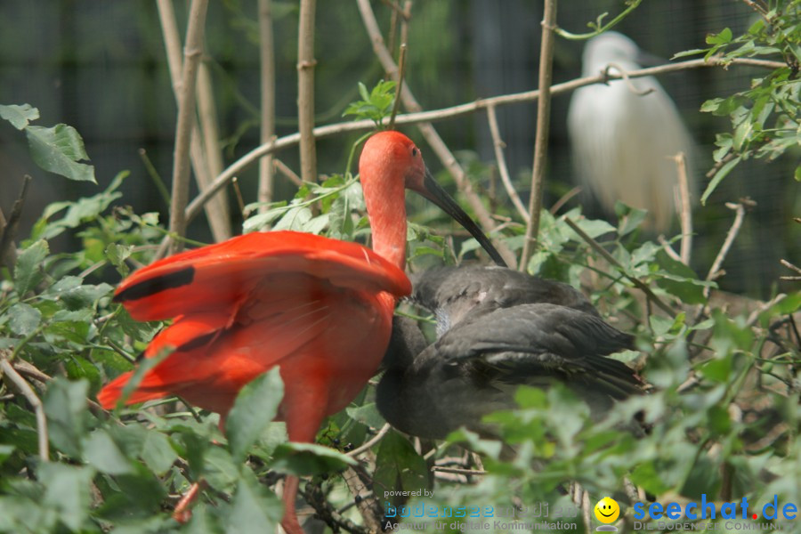 Zoo: Basel, 09.08.2011