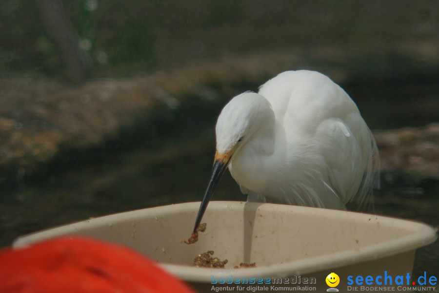 Zoo: Basel, 09.08.2011