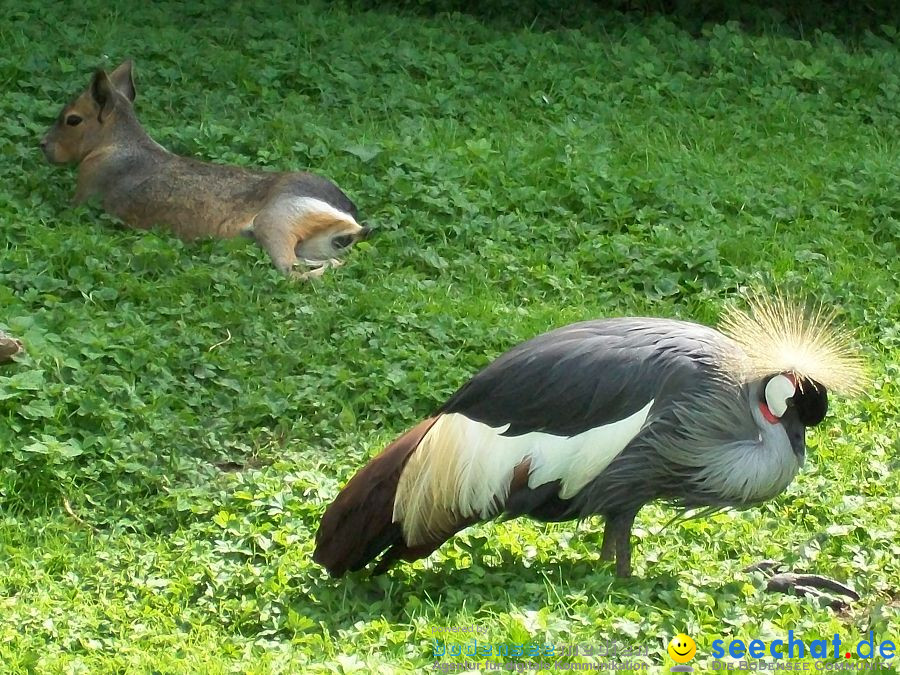 Haustierhof-Reutemuehle-13082011-Bodensee-Community-seechat_de-_100.JPG