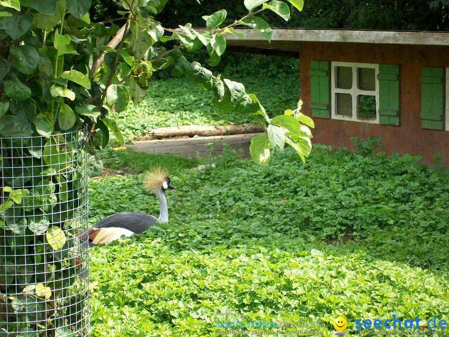 Haustierhof-Reutemuehle-13082011-Bodensee-Community-seechat_de-_101.JPG