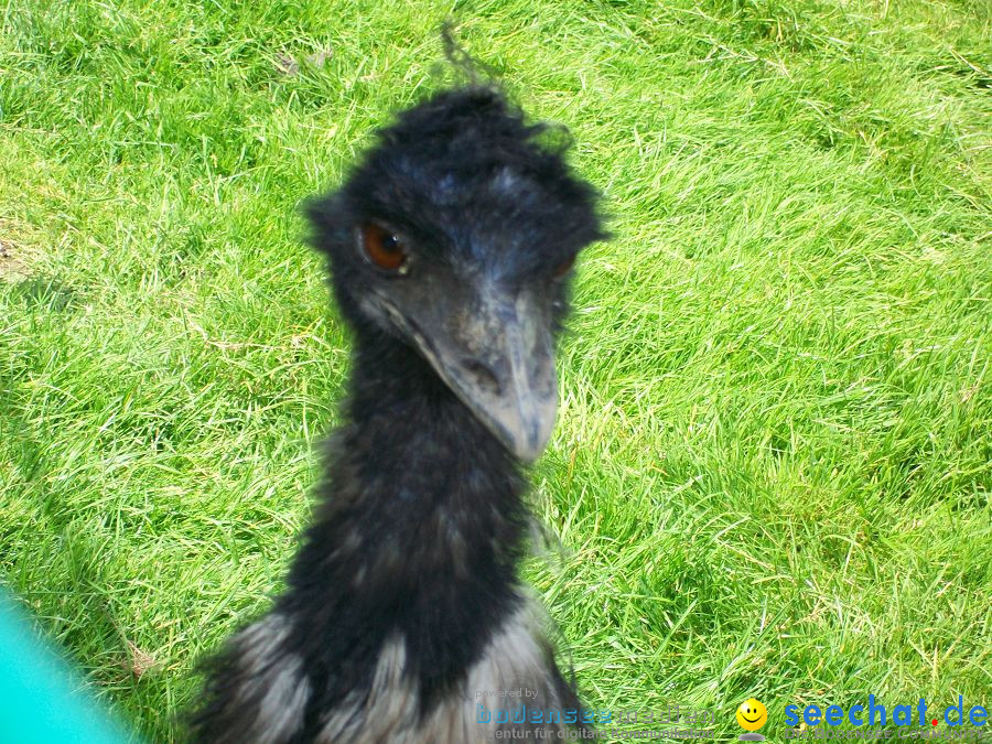 Haustierhof-Reutemuehle-13082011-Bodensee-Community-seechat_de-_102.JPG