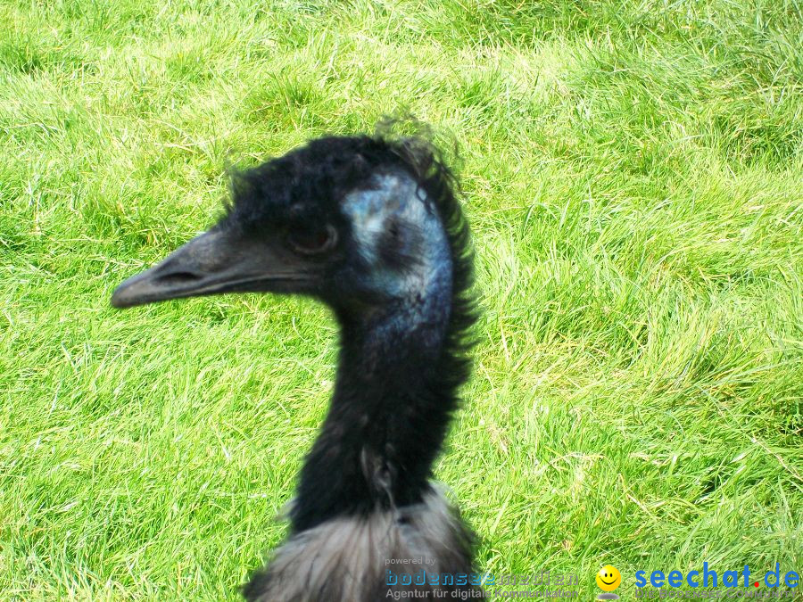 Haustierhof-Reutemuehle-13082011-Bodensee-Community-seechat_de-_103.JPG