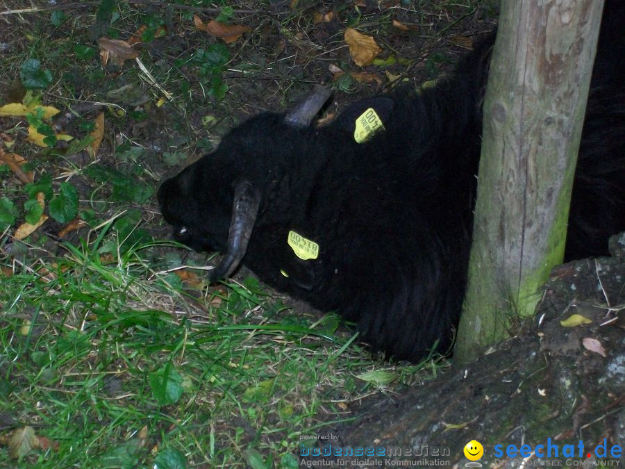 Haustierhof-Reutemuehle-13082011-Bodensee-Community-seechat_de-_104.JPG