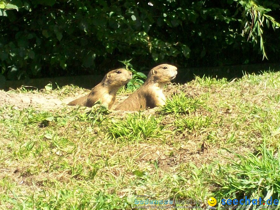 Haustierhof-Reutemuehle-13082011-Bodensee-Community-seechat_de-_13.JPG