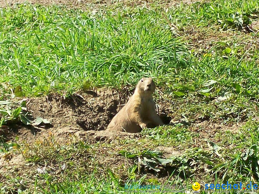 Haustierhof-Reutemuehle-13082011-Bodensee-Community-seechat_de-_132.JPG