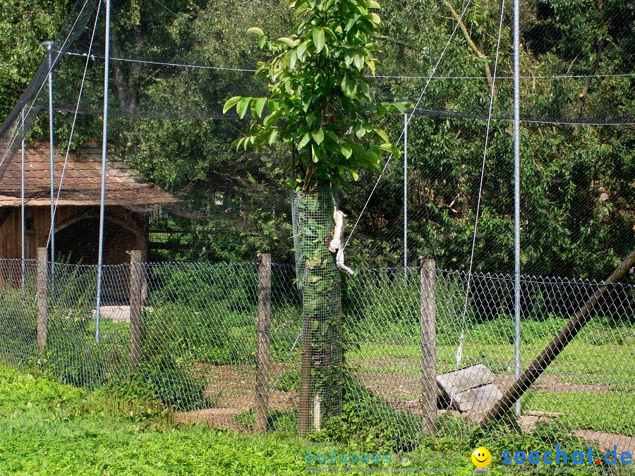 Haustierhof-Reutemuehle-13082011-Bodensee-Community-seechat_de-_135.JPG