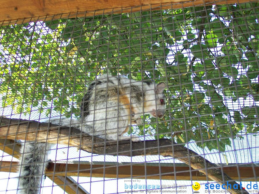 Haustierhof-Reutemuehle-13082011-Bodensee-Community-seechat_de-_14.JPG