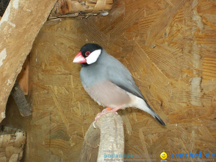 Haustierhof-Reutemuehle-13082011-Bodensee-Community-seechat_de-_21.JPG