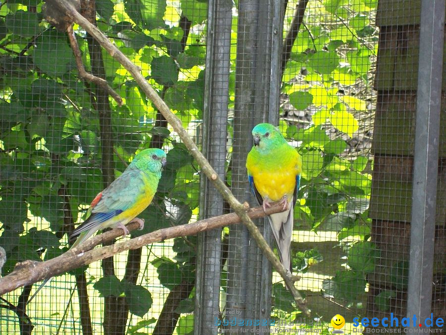 Haustierhof-Reutemuehle-13082011-Bodensee-Community-seechat_de-_26.JPG