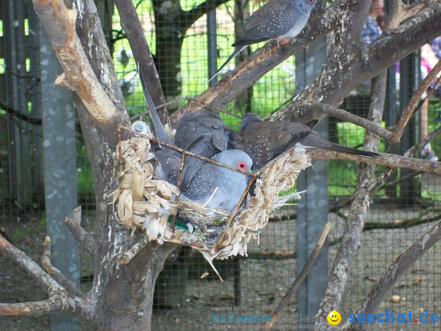 Haustierhof-Reutemuehle-13082011-Bodensee-Community-seechat_de-_27.JPG