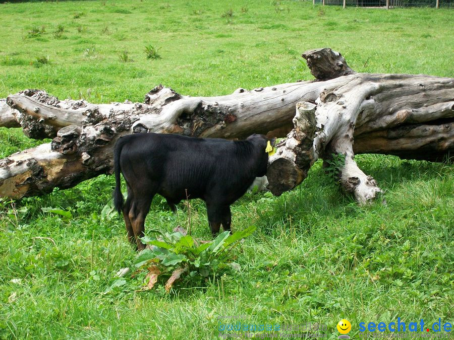 Haustierhof-Reutemuehle-13082011-Bodensee-Community-seechat_de-_32.JPG